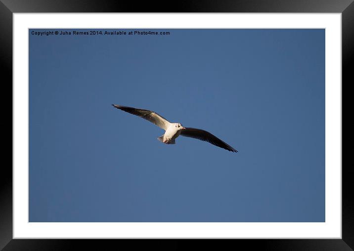 Flying Seagull Framed Mounted Print by Juha Remes