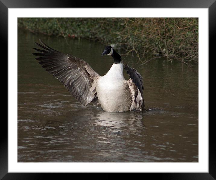 Canada Goose Flapping Framed Mounted Print by Juha Remes