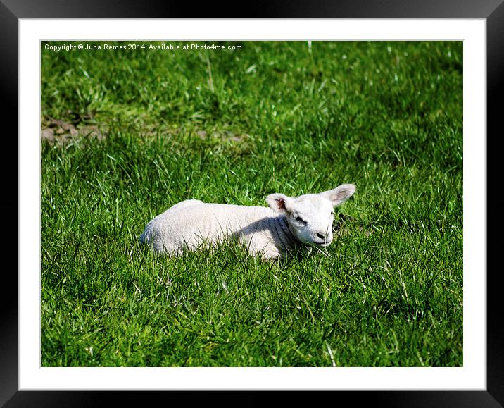 Young Lamb Framed Mounted Print by Juha Remes