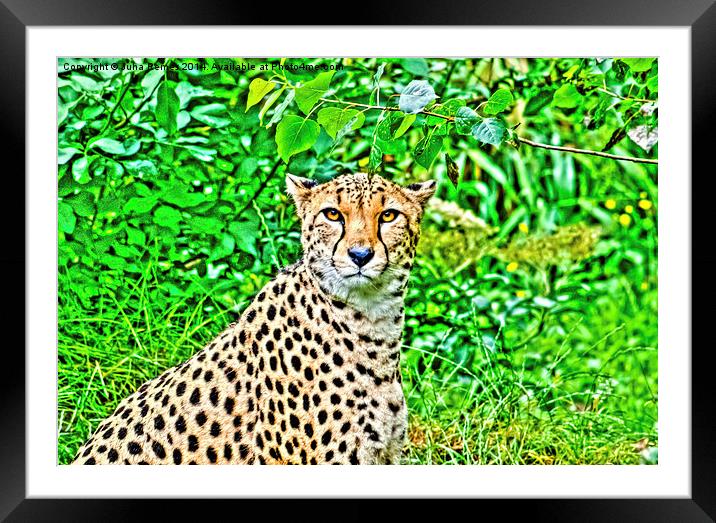 Cheetah Framed Mounted Print by Juha Remes