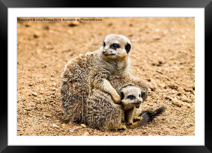 Adult Meerkat and Cubs  Framed Mounted Print by Juha Remes
