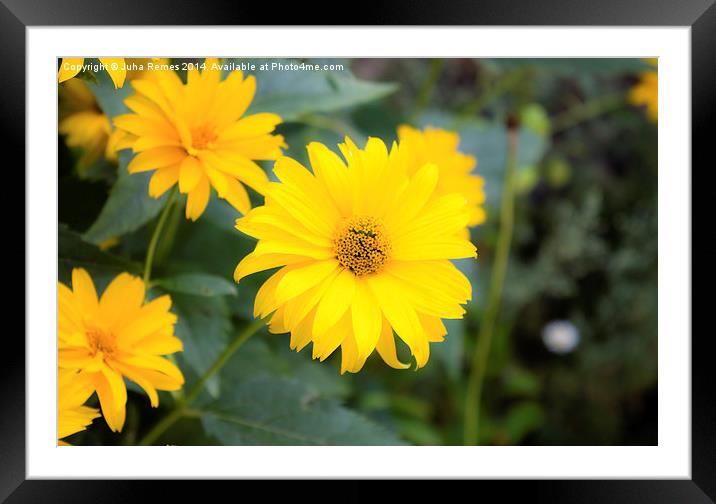 Yellow Flowers Framed Mounted Print by Juha Remes