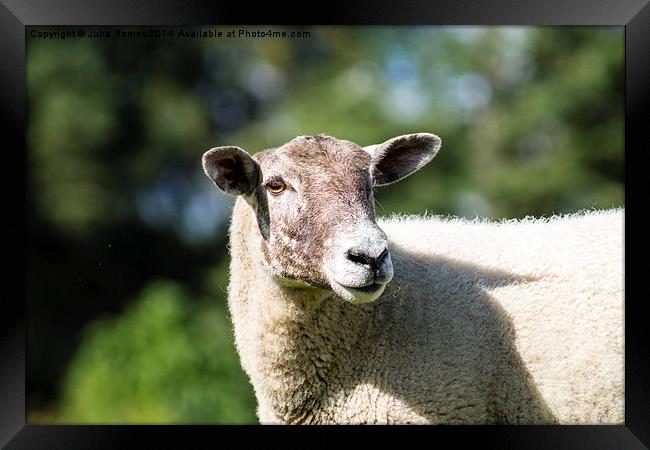 Adult Sheep Framed Print by Juha Remes