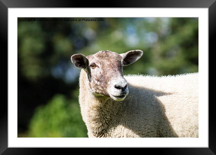 Adult Sheep Framed Mounted Print by Juha Remes