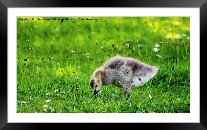 Baby Gosling Framed Mounted Print by Juha Remes