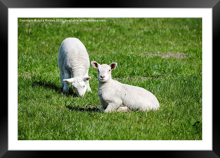 Two Lambs Framed Mounted Print by Juha Remes