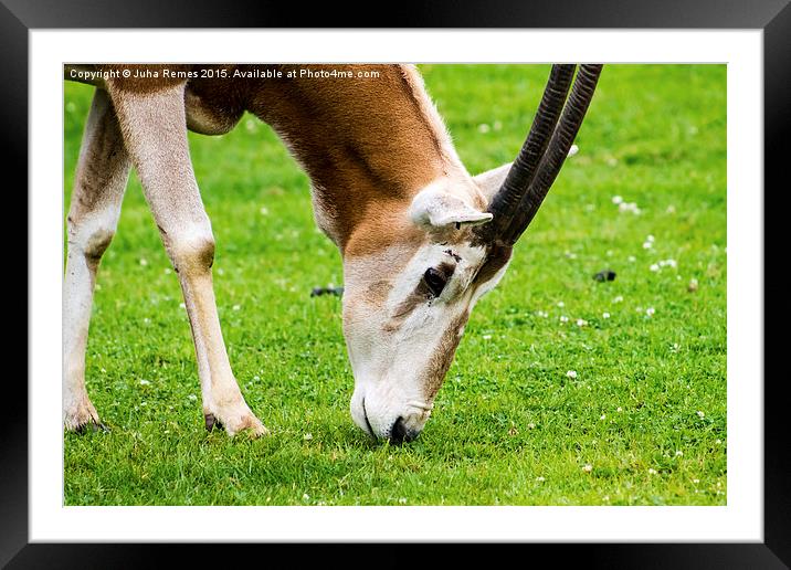 Scimitar-Horned Oryx Framed Mounted Print by Juha Remes