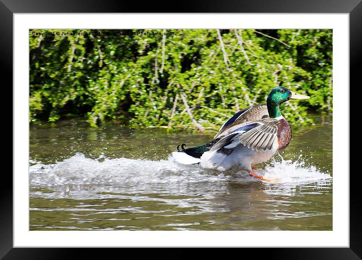 Mallard Duck Framed Mounted Print by Juha Remes