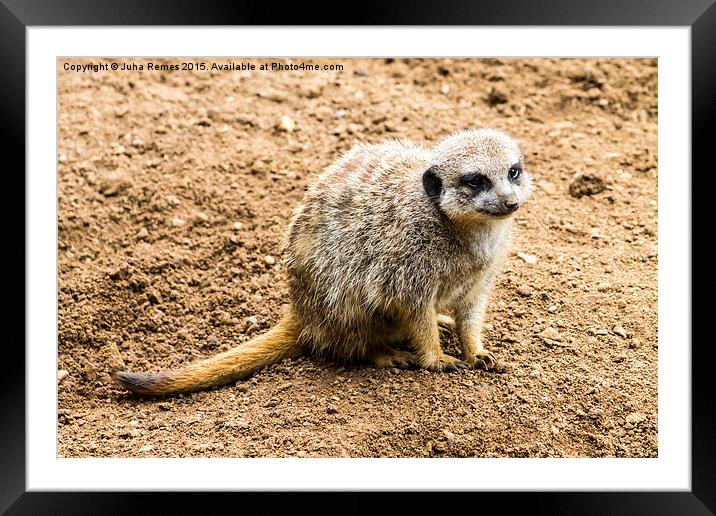 Adult Meerkat Framed Mounted Print by Juha Remes