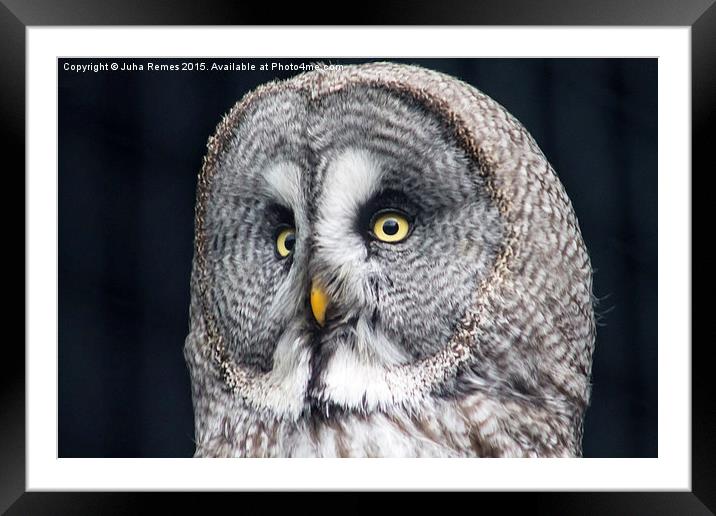 Great Grey Owl Framed Mounted Print by Juha Remes
