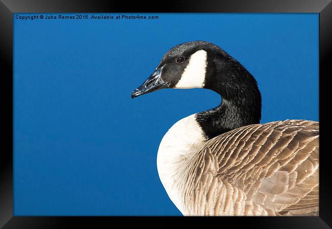Canada Goose Framed Print by Juha Remes