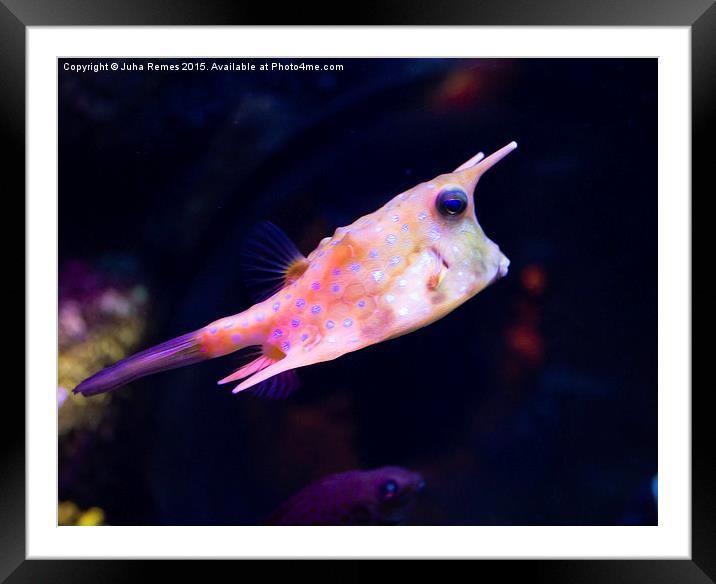 Longhorn cowfish Framed Mounted Print by Juha Remes