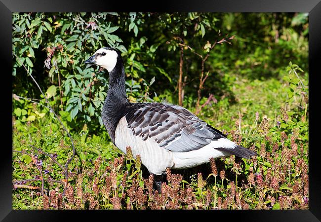 Barnacle Goose Framed Print by Juha Remes