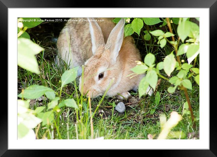 Rabbit Framed Mounted Print by Juha Remes