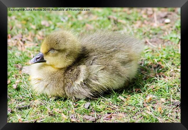 Greylag Goose Gosling Framed Print by Juha Remes