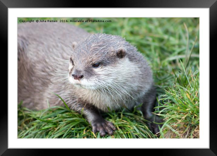 Asian Short Clawed Otter Framed Mounted Print by Juha Remes