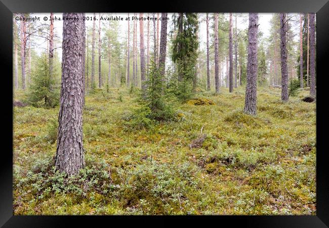 Forest in Finland Framed Print by Juha Remes