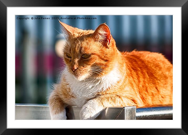 Street Cat Framed Mounted Print by Juha Remes