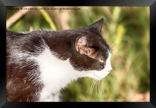 Street Cat Framed Print by Juha Remes