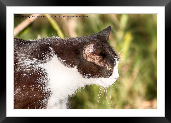 Street Cat Framed Mounted Print by Juha Remes