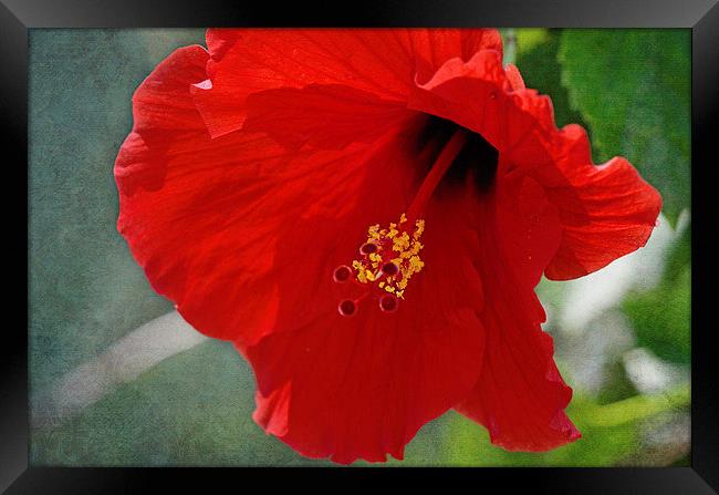 Vibrant Hibiscus Framed Print by Nicole Rodriguez