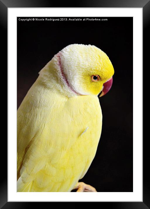 Shy Parakeet Framed Mounted Print by Nicole Rodriguez