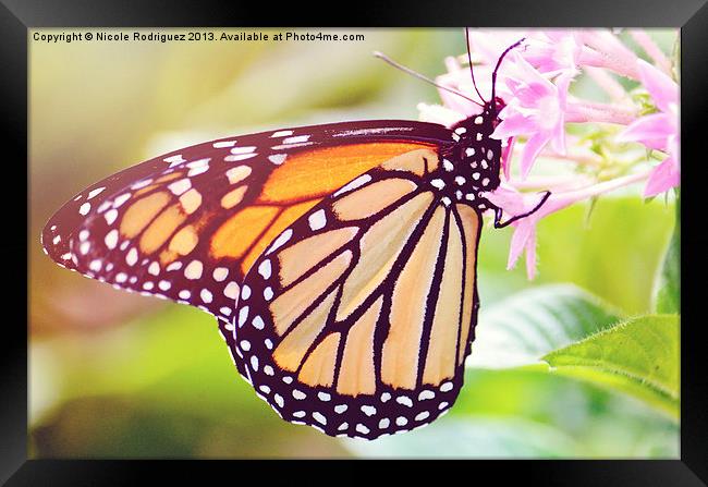 Sunny Butterfly Framed Print by Nicole Rodriguez