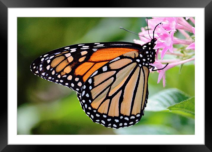 Nectaring Monarch Framed Mounted Print by Nicole Rodriguez