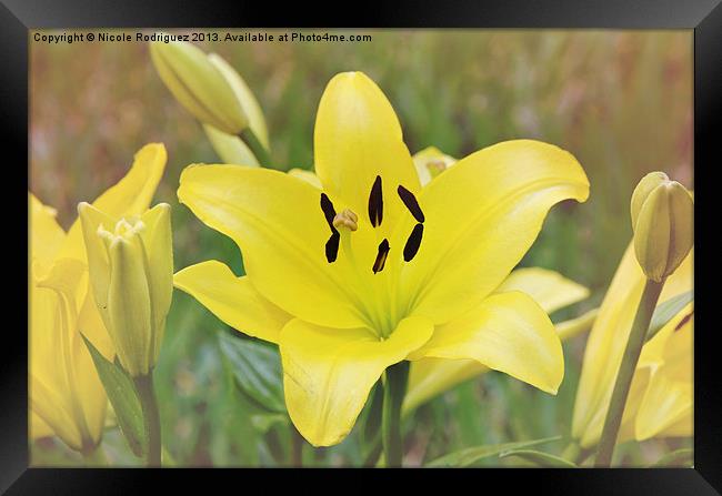 Field of Lilies Framed Print by Nicole Rodriguez