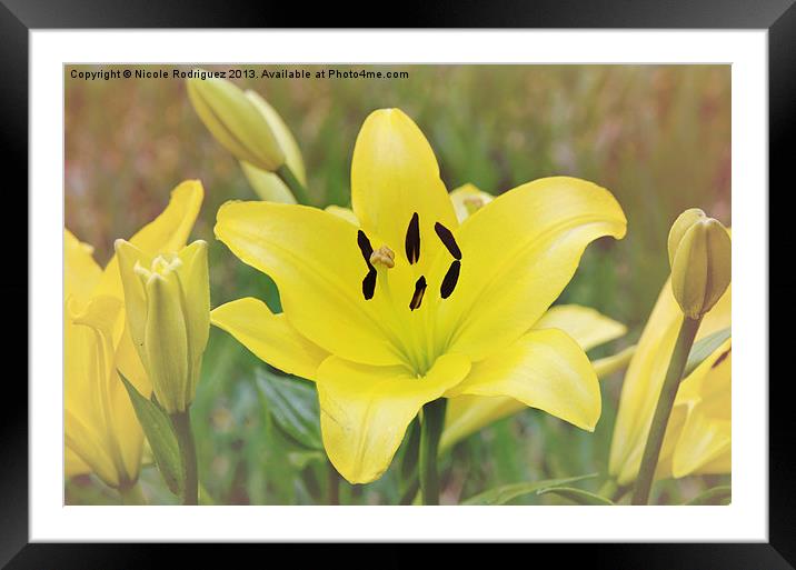 Field of Lilies Framed Mounted Print by Nicole Rodriguez