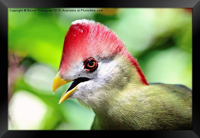 Turaco Framed Print by Nicole Rodriguez