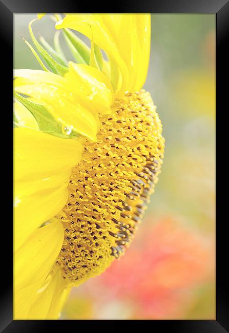 Essence of a Sunflower Framed Print by Nicole Rodriguez