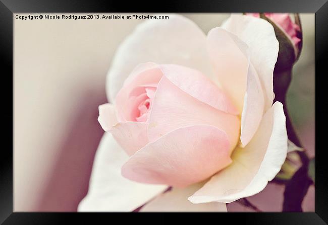 Peaceful Pink Rose Framed Print by Nicole Rodriguez