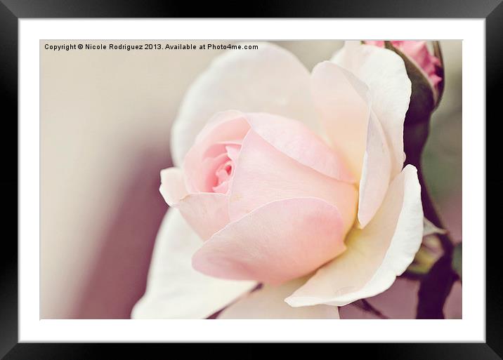 Peaceful Pink Rose Framed Mounted Print by Nicole Rodriguez