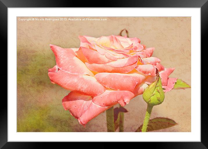 Peaches and Cream Rose Framed Mounted Print by Nicole Rodriguez