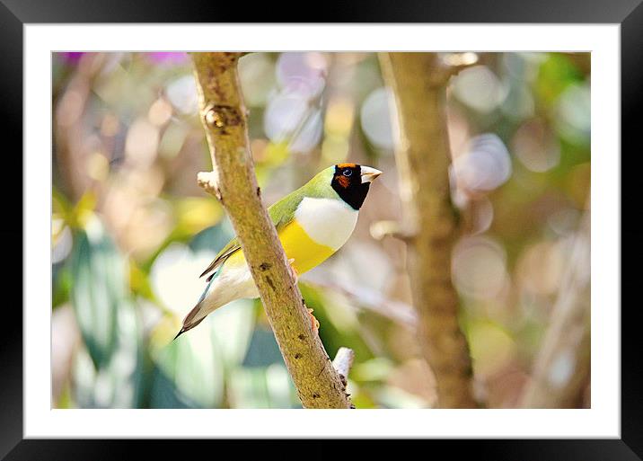 Peaceful Gouldian Framed Mounted Print by Nicole Rodriguez