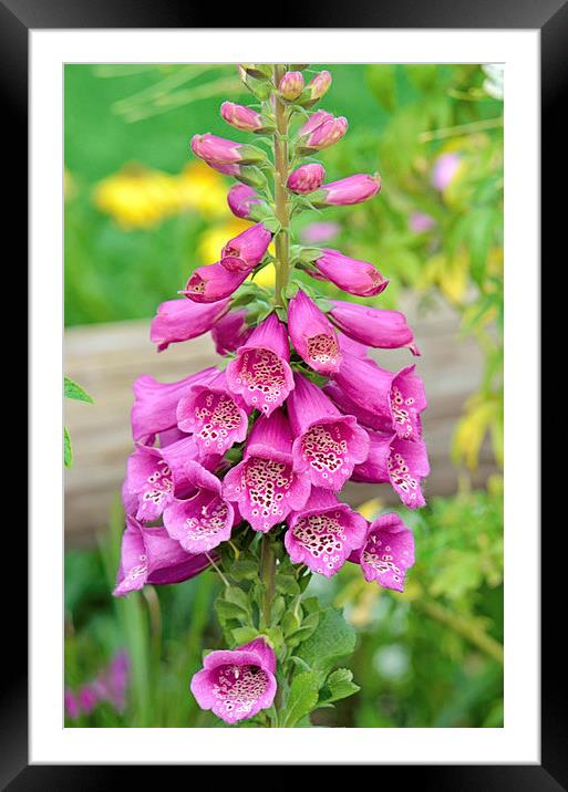 Little Trumpets-Foxglove Framed Mounted Print by Nicole Rodriguez
