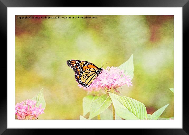 Dazzling Monarch Framed Mounted Print by Nicole Rodriguez