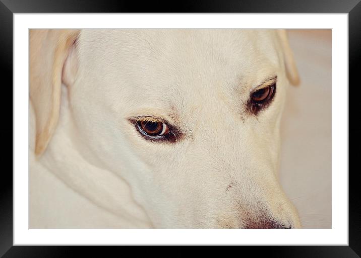 Eyes To The Soul Framed Mounted Print by Nicole Rodriguez