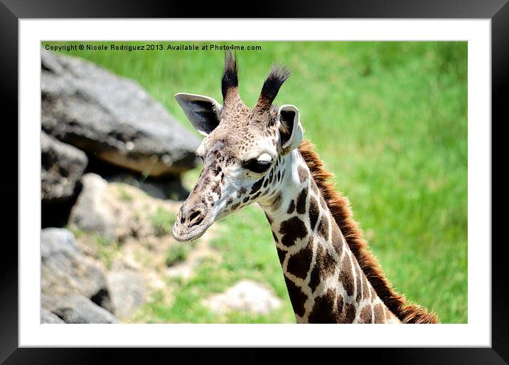 Baby Giraffe Close Up Framed Mounted Print by Nicole Rodriguez