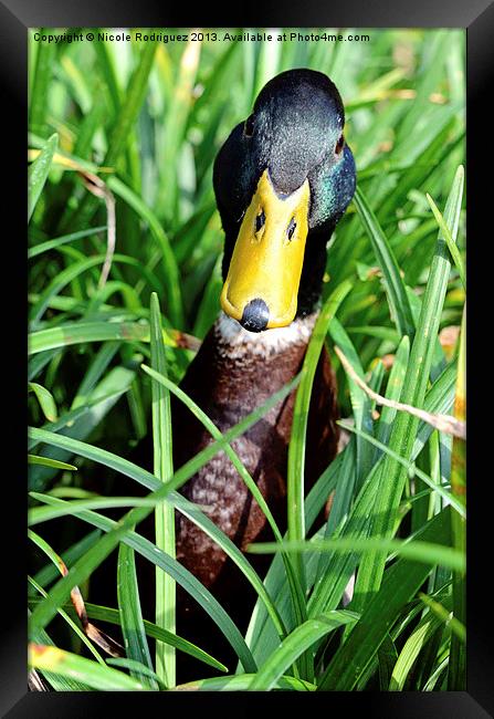 Mallard In The Grass Framed Print by Nicole Rodriguez