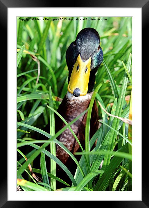 Mallard In The Grass Framed Mounted Print by Nicole Rodriguez