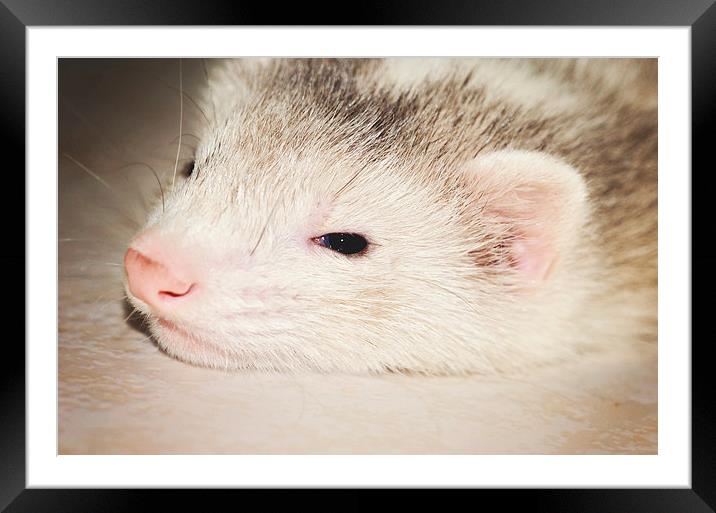 Honey the Ferret Framed Mounted Print by Nicole Rodriguez