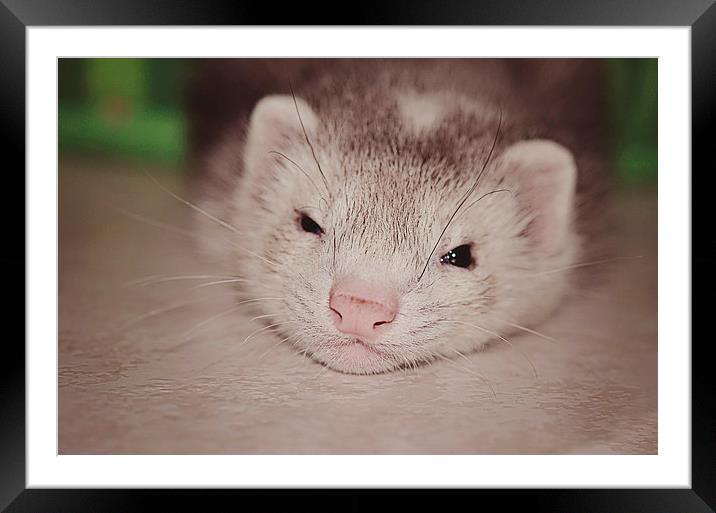 Fur Baby - Honey Framed Mounted Print by Nicole Rodriguez