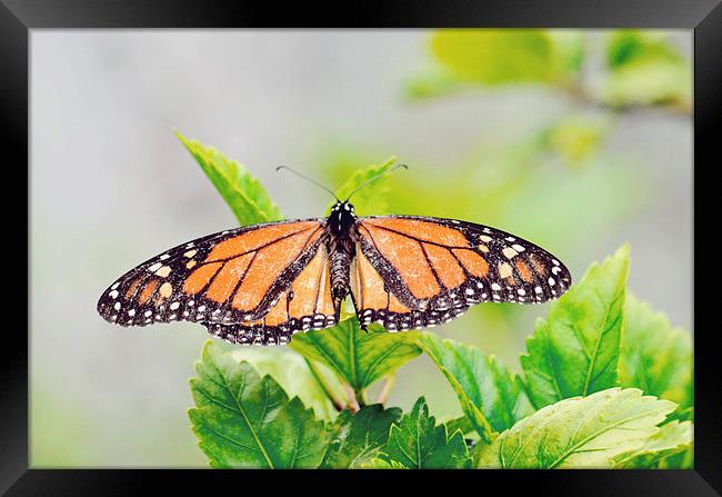 Butterfly 4 Framed Print by Nicole Rodriguez