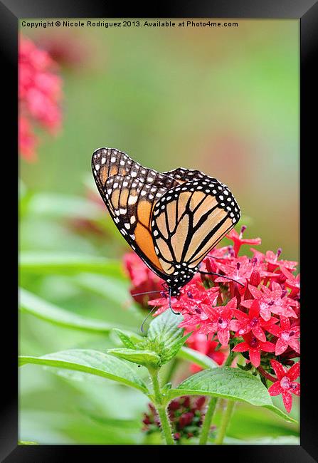 Peaceful Butterfly Framed Print by Nicole Rodriguez
