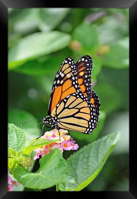 Monarch Butterfly Framed Print by Nicole Rodriguez