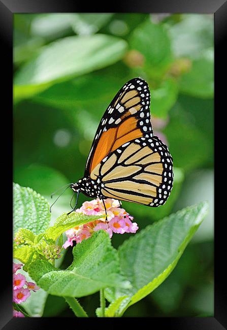 Butterfly 6 Framed Print by Nicole Rodriguez