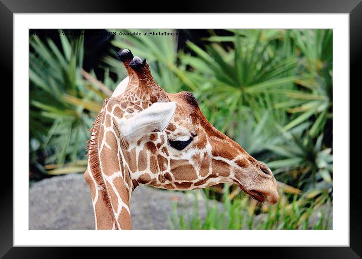 I Know You Are Back There Framed Mounted Print by Nicole Rodriguez