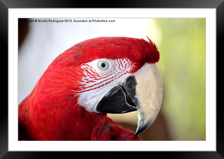 Macaw Framed Mounted Print by Nicole Rodriguez